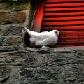 Гълъбите седят на перваза на прозореца - какво означава това?