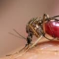 Знаете ли защо комарите ви хапят повече от другите?