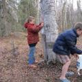 Tipy na starostlivosť o brezu