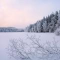 शीतकालीन परी वन ... सर्दी एक असली जादूगरनी है!  विंटर फ़ॉरेस्ट ने मेरा दिल जीत लिया!