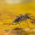 Защо комарите хапят някои хора, а не други?