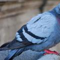 العلامات والخرافات عن الطيور: الحمامة - ما الأخبار التي تحملها
