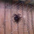 परास्नातक कक्षा।  बालों वाली मकड़ी.  हेलोवीन मकड़ी का खिलौना स्क्रैप सामग्री से बना है, इसे स्वयं करें विशाल मकड़ी