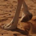 Какво крие камилската гърбица (8 снимки)