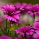 फूल पौधों के बारे में रोचक तथ्य रंग तथ्य