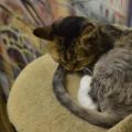 याकूबोविच पर बिल्लियों का संग्रहालय 10 खुलने का समय