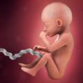 Sedmi mjesec trudnoće: razvoj bebe