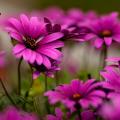 Zanimljive činjenice o cvijeću Činjenice o boji biljaka