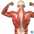 Как да ускорим възстановяването на мускулите