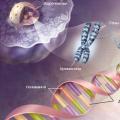 علم الوراثة الموجية. موجة الجينوم. ب. جارييف. قانون الله. علم الوراثة الموجية - الذي لا يشفي المخدرات ، علاجات الطبيعة. الآلهة تساعد أولئك الذين يسعون لمعرفة الحكمة.