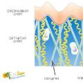 Mi az a dermisz?  Felépítés, funkciók.  A bőr felépítése és működése A dermis retikuláris rétege az orr vastagságán