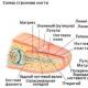 Iz česa so narejeni človeški nohti?  Nohti in njihova struktura.  Kaj je keratin in iz česa nastane?