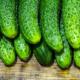 Príčiny horkosti v plodoch uhoriek