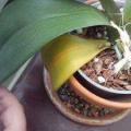 Kako možete reanimirati orhideju kod kuće